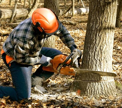 Tree Removal in Hoisington, KS